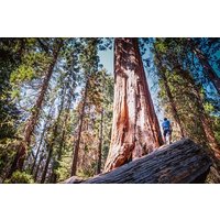 Sequoia & Kings Canyon Two Day Private Tour & Hike