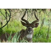 Discover Ethiopia's Natural Wonders Simien Danakil & Bale 10days