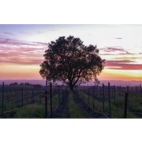 Calaveras Wine Tour - Self-Guided Audio Experience