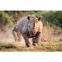 2 Days and 1 night Pilanesberg Safari