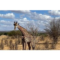 Wildlife encounter (Kilimanjaro, Tanzania)
