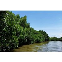 Pichavaram Mangrove & Nataraja Temple from Pondicherry With Lunch