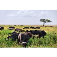 2-Day Tanzania Safari Extension After Kilimanjaro Trek