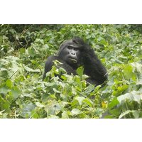 6 Day Golden Monkey, Nyungwe Chimps, Lake Kivu and Gorilla Trek