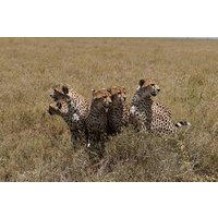5 Days Taste of Tanzania Safari