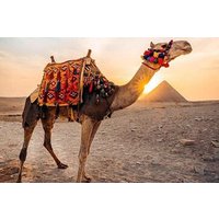 Pyramids Camel Ride from Cairo