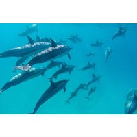 Private Dolphin Watching from the North Speedboat Tour