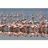 Full-Day Bird Watching Tour to Lake Nakuru National Park