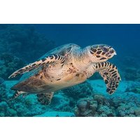 PADI Enriched Air Nitrox Course with 2 Dives