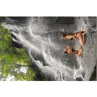 Ubud Top Waterfall Surounding with Rice Terrace All Include