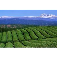 Full Day Private Tour in Jeju Scenic Central Coast