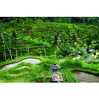 Full-Day Ubud Private Tour With Swing and Waterfall