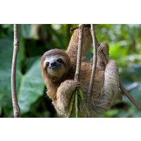Save 15.00%! Private Tour Llanos de Cortés Waterfall & Sloth Watching