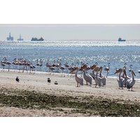 Pelican Point Guided Walk - offshore activity
