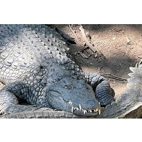 Private Tour in Victoria Falls and Crocodile Park with Lunch