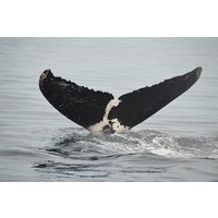 Private 3-hour Whale Watching Activity in Mazatlan