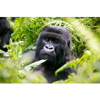6 Bwindi Gorilla trekking to Uganda-Rwanda