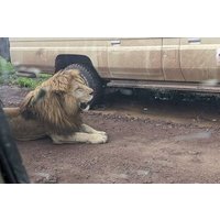 3-Day Safari to Ngorongoro, Tarangire & Lake Manyara NP