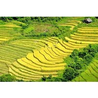 Viator Profitez de 74 % de réduction Trekking authentique à Sapa avec un guide