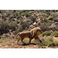 Cape Town Private Aquila Game Reserve Big 5 Safari with Lunch