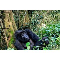 4 Days Gorilla Habituation Experience