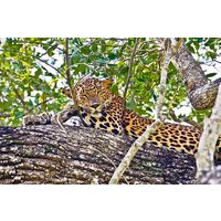 Yala Half Day Safari from Yala