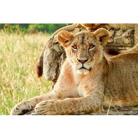 Nairobi National Park Sunrise Group Joining Game Drive