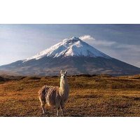 9Day-Ecuador Adventure Volcan Rucupichincha Cayambe & Chimborazo