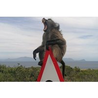 Half Day Cape Of Good Hope and Penguins Tour