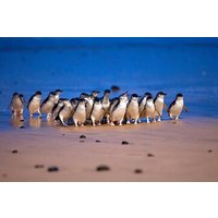 Penguin Parade Express Private Tour Melbourne to Phillip Island