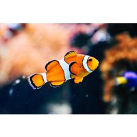 Aquaria KLCC Admission Ticket with One-Way or Round-Trip Transfer