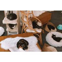 Visit the Rescued Cats of Cat Therapy