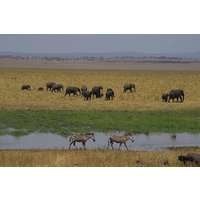 5 days Tanzania budget safari with big five