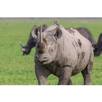 3 Day Serengeti and Ngorongoro Tour