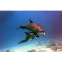 VIP Full Day Dolphin House Trip by Luxury Boat and Water Sports
