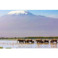 1 Day Amboseli Elephant Encounter Safari
