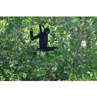 Private Monkey Island and Mangrove Discovery Tour