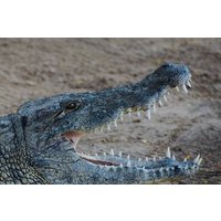 South Mauritius: Crocodile Park, 7-Coloured Earth and Lunch