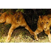 Tanzania Safari Odyssey Culture and Wildlife Unleashed 9 days