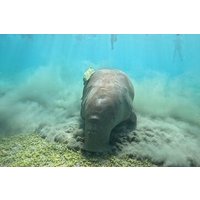 Luxury Boat to Marsa Mubarak – Swim with Dugongs & Turtles