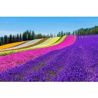 Furano & Biei Customised Private Day Tour (Up to 8 Pax / 9 Hours)