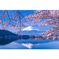 Limited Time Yakatabune Cruise Cherry Blossoms and Mt Fuji