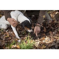Face-to-face experience with the Truffle