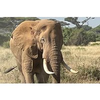 Private Full Day Tour to Amboseli from Nairobi