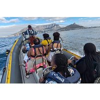 Cape Town Ocean Safari 1 Hour