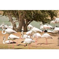 Love & Flamingo Lake Tour with Dinner & Live Show at Bab al Shams