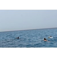 Swimming with dolphins by speed boat