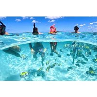 Nassau: 3 islands Pigs,Turtles,Snorkel & Beach Club with lunch