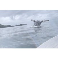 Whale watching and wildlife viewing