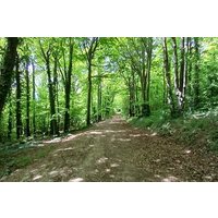 Ridgeview and Artelium Estate Private Walking Tour